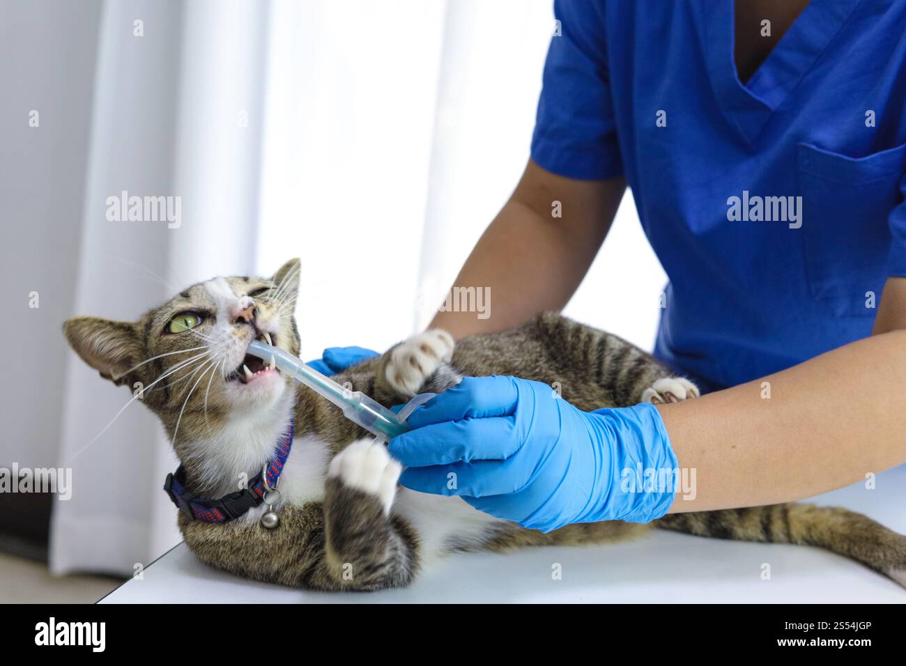 Chat sur le tableau d'examen de la clinique vétérinaire. Soins vétérinaires. Vétérinaire médecin et chat Banque D'Images