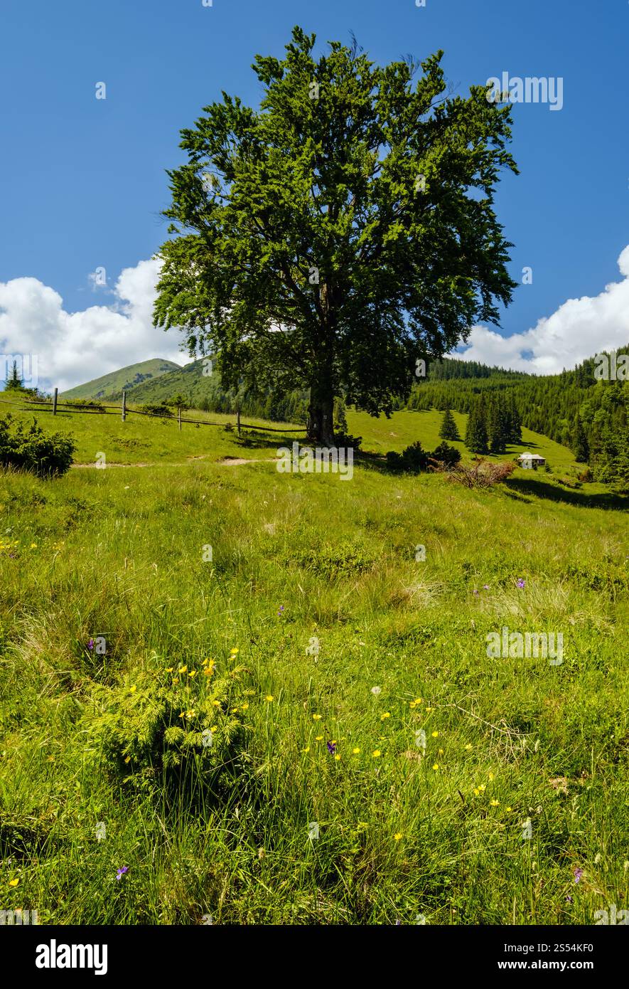 Carpathe montagne été paysage de campagne avec grand arbre près de la route rurale et des pâturages fleuris sur pente, Ukraine. Banque D'Images