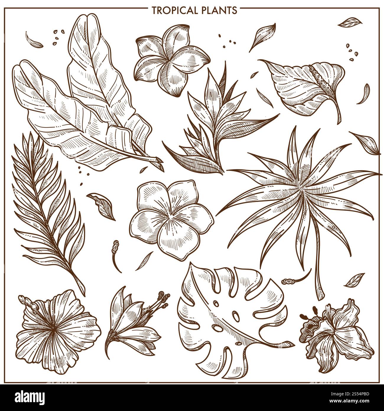 Plantes tropicales et fleurs exotiques esquisse vecteur collection d'icônes botaniques. Ensemble isolé de feuilles de palmier de banane tropique et de plante de monstera ou hibiscus et orchidée ou fleur de plumeria, plantes de jungle d'été. Plantes tropicales et fleurs exotiques esquisse vecteur collection d'ensembles d'icônes isolés Illustration de Vecteur