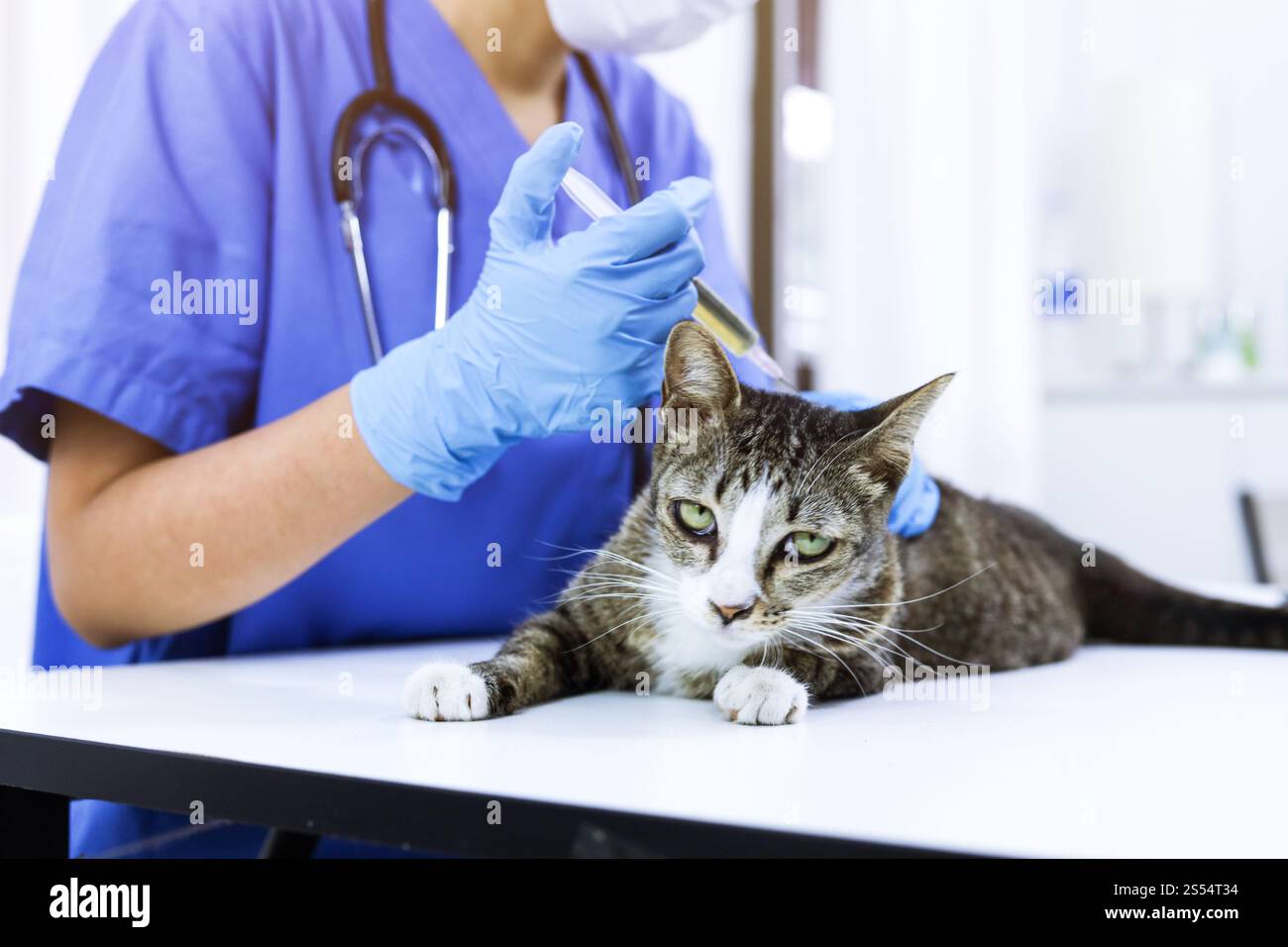 Chat sur le tableau d'examen de la clinique vétérinaire. Soins vétérinaires. Vétérinaire médecin et chat Banque D'Images