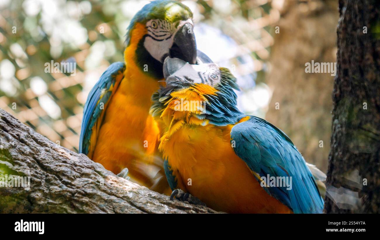 Couple ou famille de perroquets d'aras colorés s'embrassant ou se nourrissant dans la volière du zoo. Couple ou famille de perroquets d'aras colorés Banque D'Images