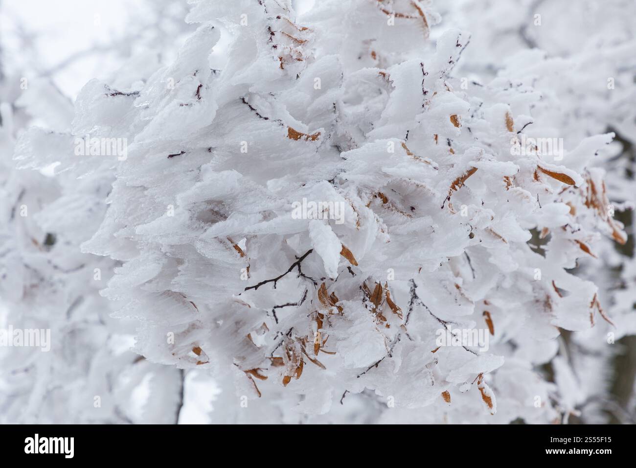 Froisseur épais après vent sur une branche, Erzgebirge, Saxe, Allemagne, Europe Banque D'Images