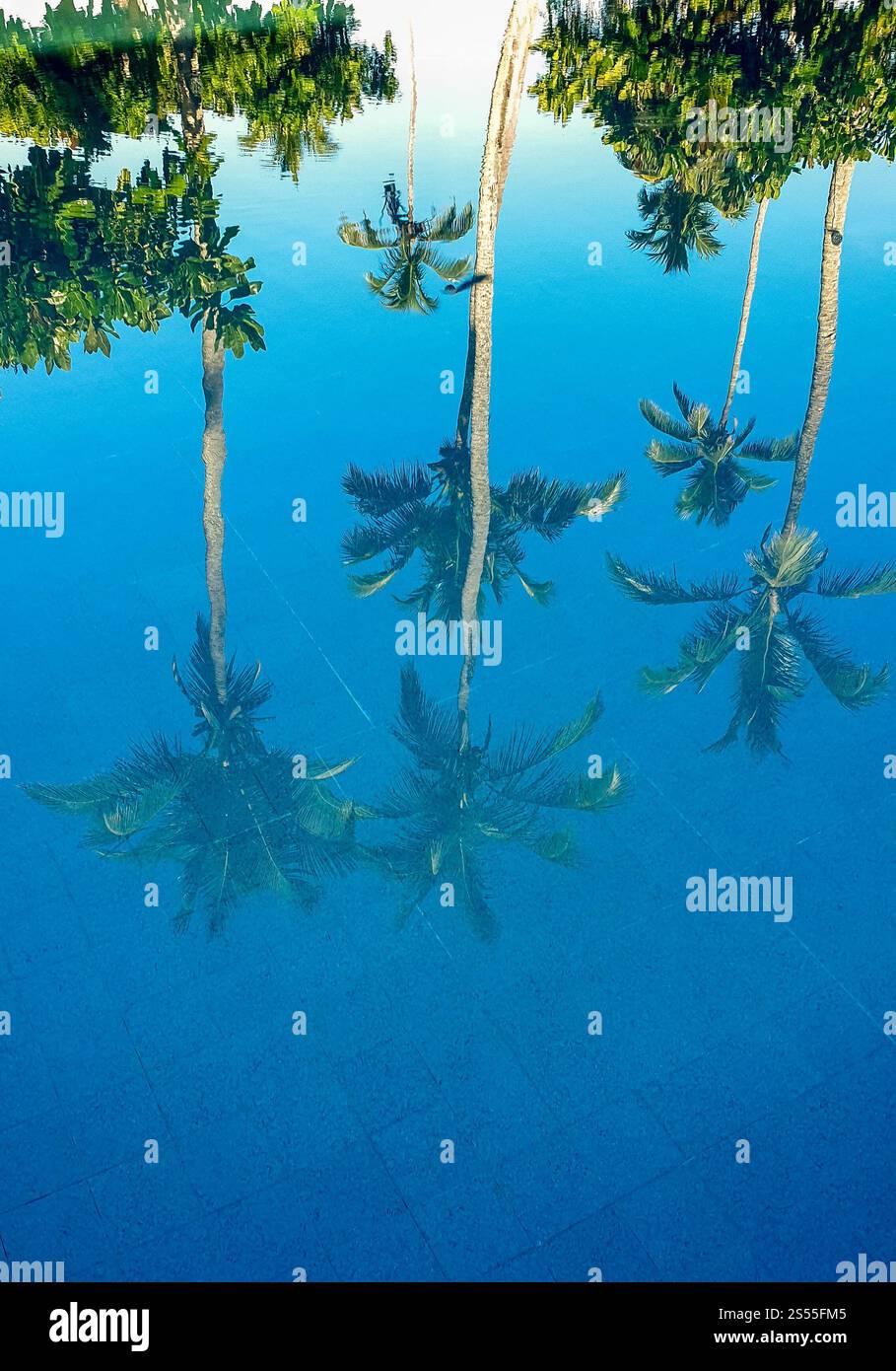 Reflet des cocotiers dans la surface de l'eau de la piscine. Beau reflet de cocotiers dans la surface de l'eau de la piscine Banque D'Images