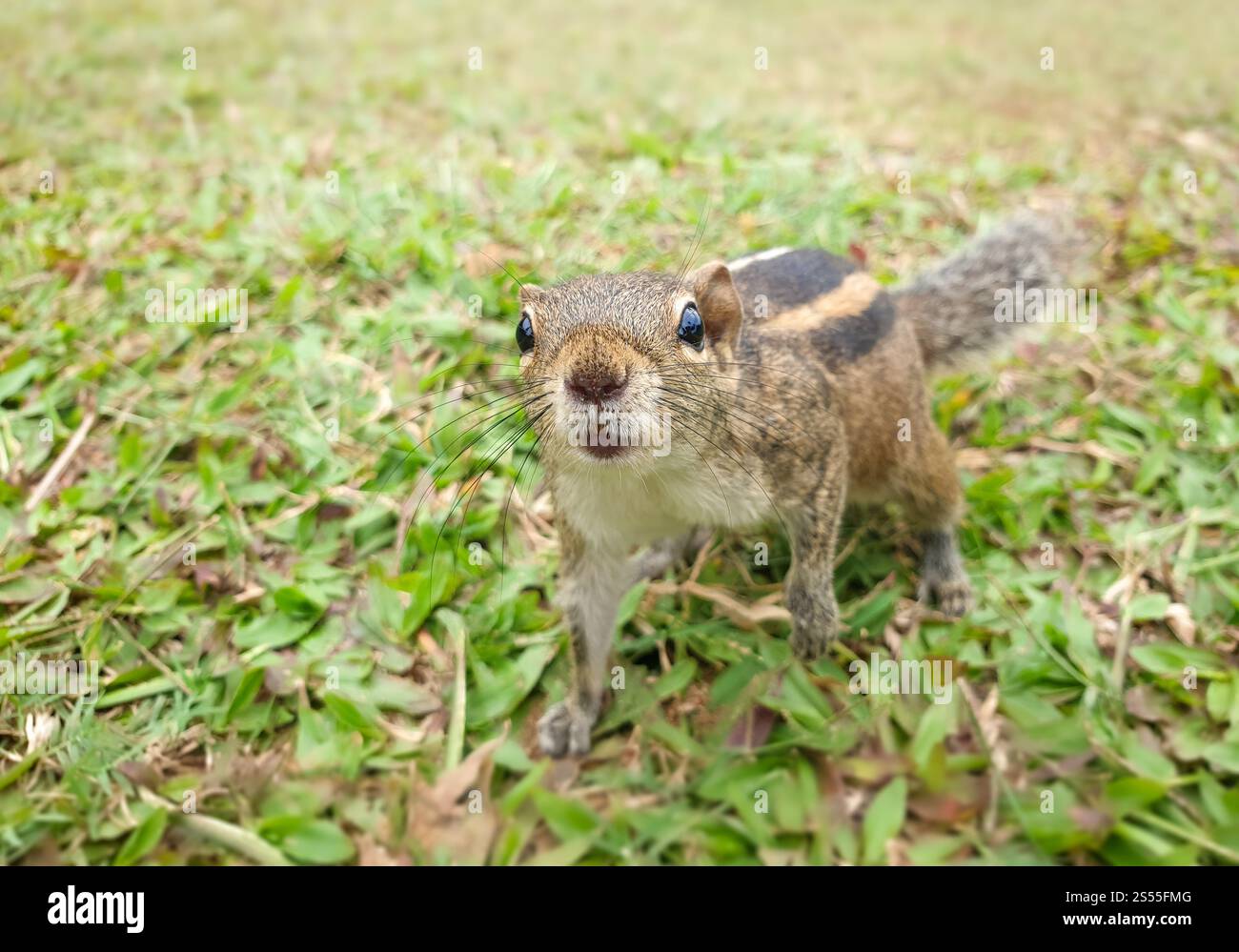 Gros plan photo d'écureuil mignon regardant dans la caméra avec intérêt. Gros plan d'un écureuil mignon regardant dans la caméra avec intérêt Banque D'Images