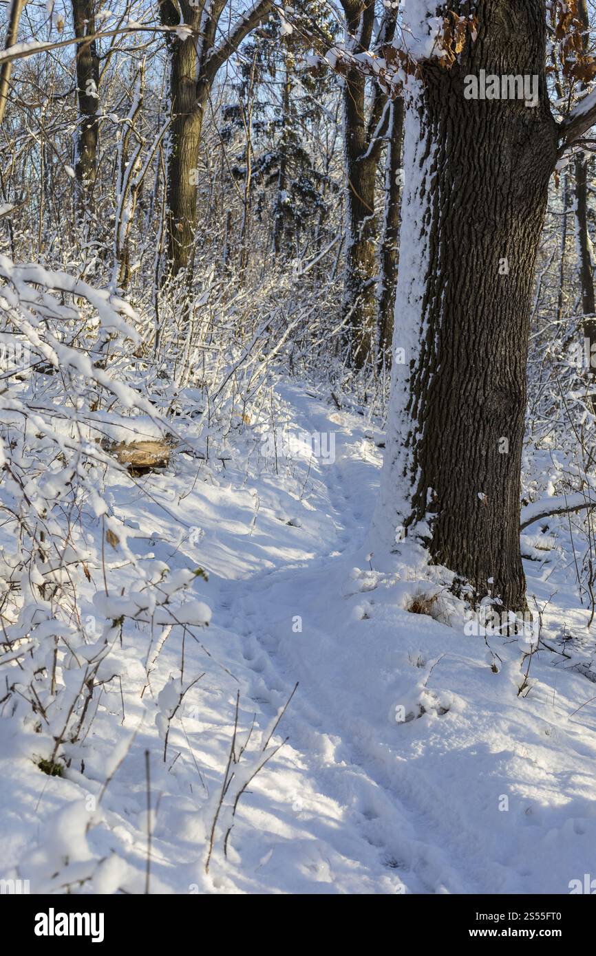 Petit sentier enneigé sur une pente entre arbres, Scharfenberg, Klipphausen, Saxe, Allemagne, Europe Banque D'Images