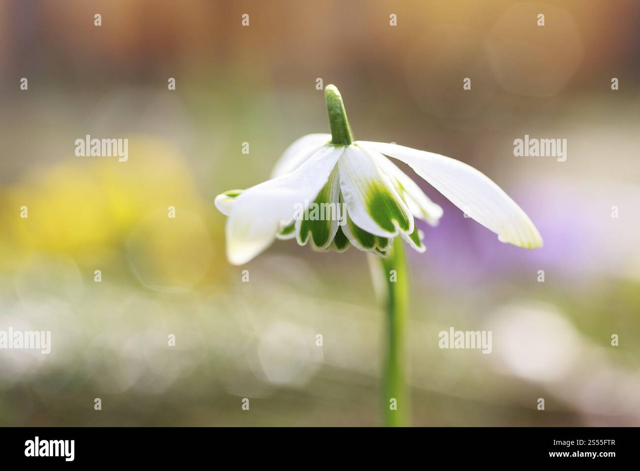 Snowdrop (Galanthus), double, en fleur Banque D'Images