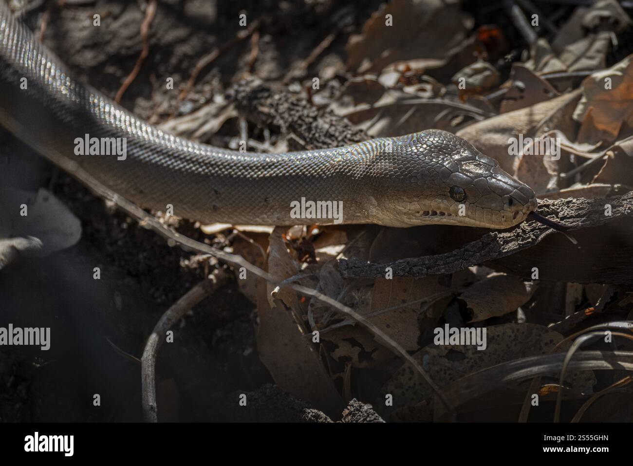 Python d'olive (Liasis olivaceus), également connu sous le nom de python de couleur olive, Ubirr, territoire du Nord, Australie, Océanie Banque D'Images