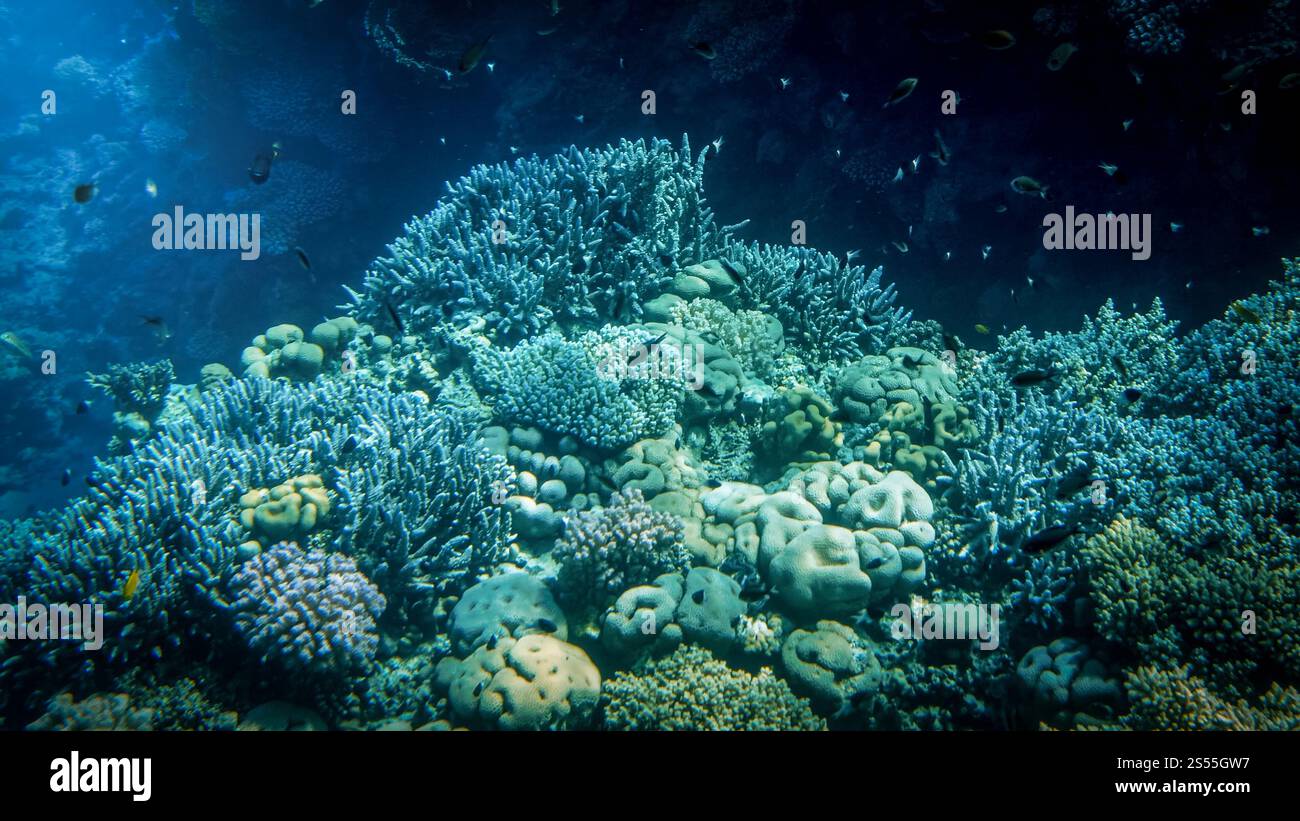 Gros plan sur de beaux poissons coralliens colorés nageant autour du récif tropical avec des anémones et des mauvaises herbes de mer. Gros plan image de beau corail coloré Banque D'Images