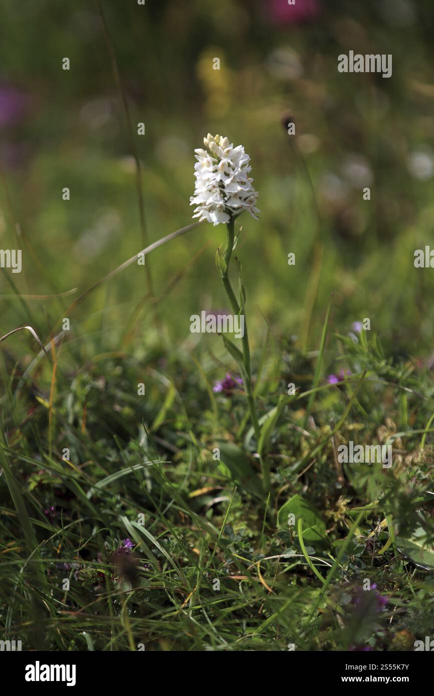 Dactylorhiza fuchsii subsp. okellyi Banque D'Images