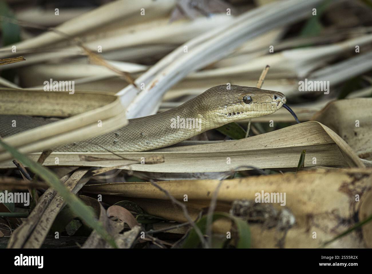Python d'olive (Liasis olivaceus), également connu sous le nom de python de couleur olive, Ubirr, territoire du Nord, Australie, Océanie Banque D'Images