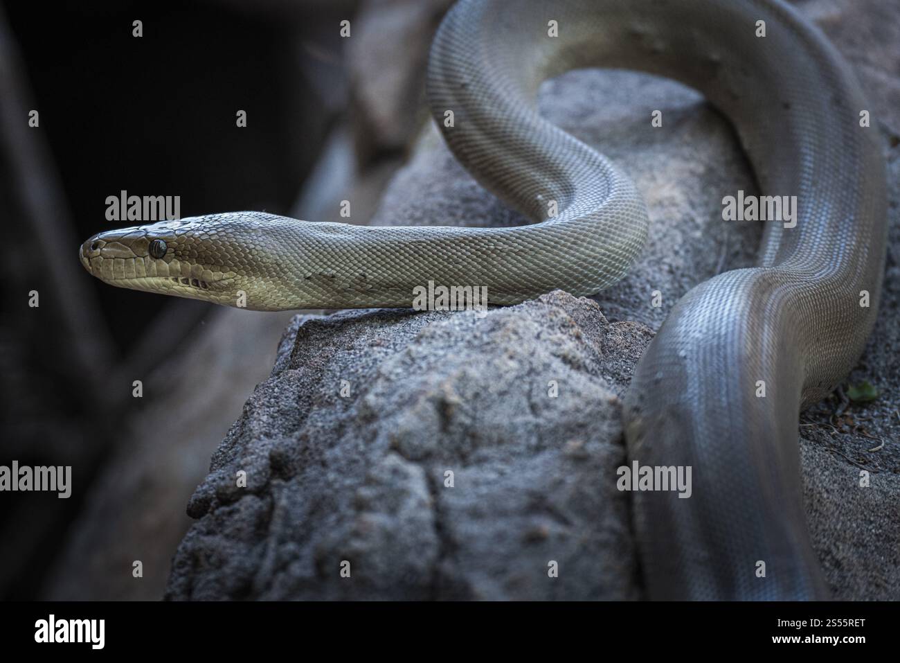 Python d'olive (Liasis olivaceus), également connu sous le nom de python de couleur olive, Ubirr, territoire du Nord, Australie, Océanie Banque D'Images