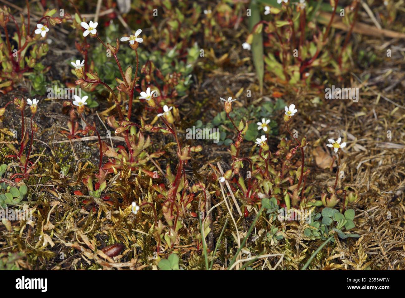 Saxifrage à feuilles de rue, tridactylites de Saxifraga, saxifrage à trois doigts Banque D'Images