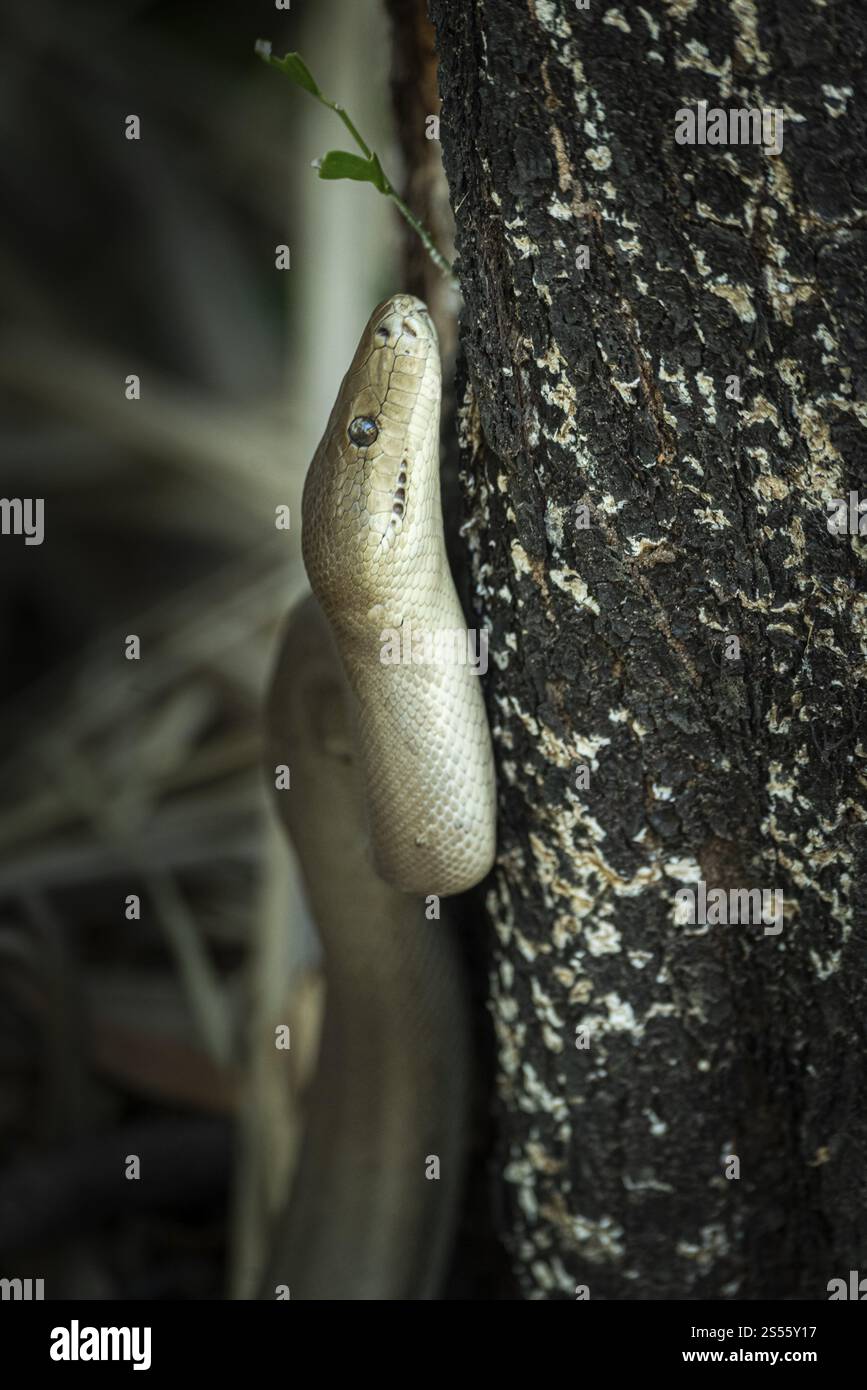 Python d'olive (Liasis olivaceus), également connu sous le nom de python de couleur olive, Ubirr, territoire du Nord, Australie, Océanie Banque D'Images