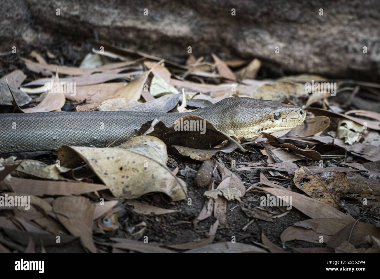 Python d'olive (Liasis olivaceus), également connu sous le nom de python de couleur olive, Ubirr, territoire du Nord, Australie, Océanie Banque D'Images
