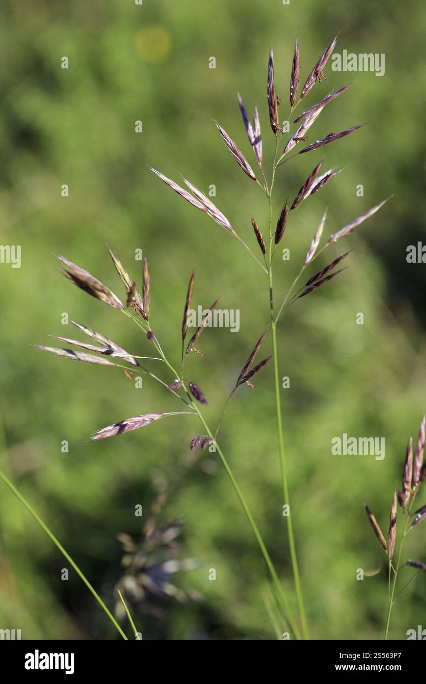 Fétuque rouge, Festuca rubra Banque D'Images