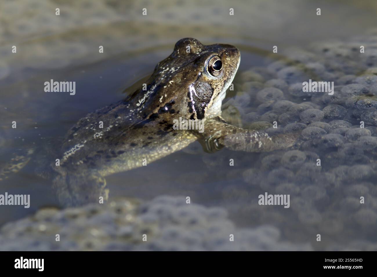 Crapaud commun frai (Bufo bufo) Banque D'Images