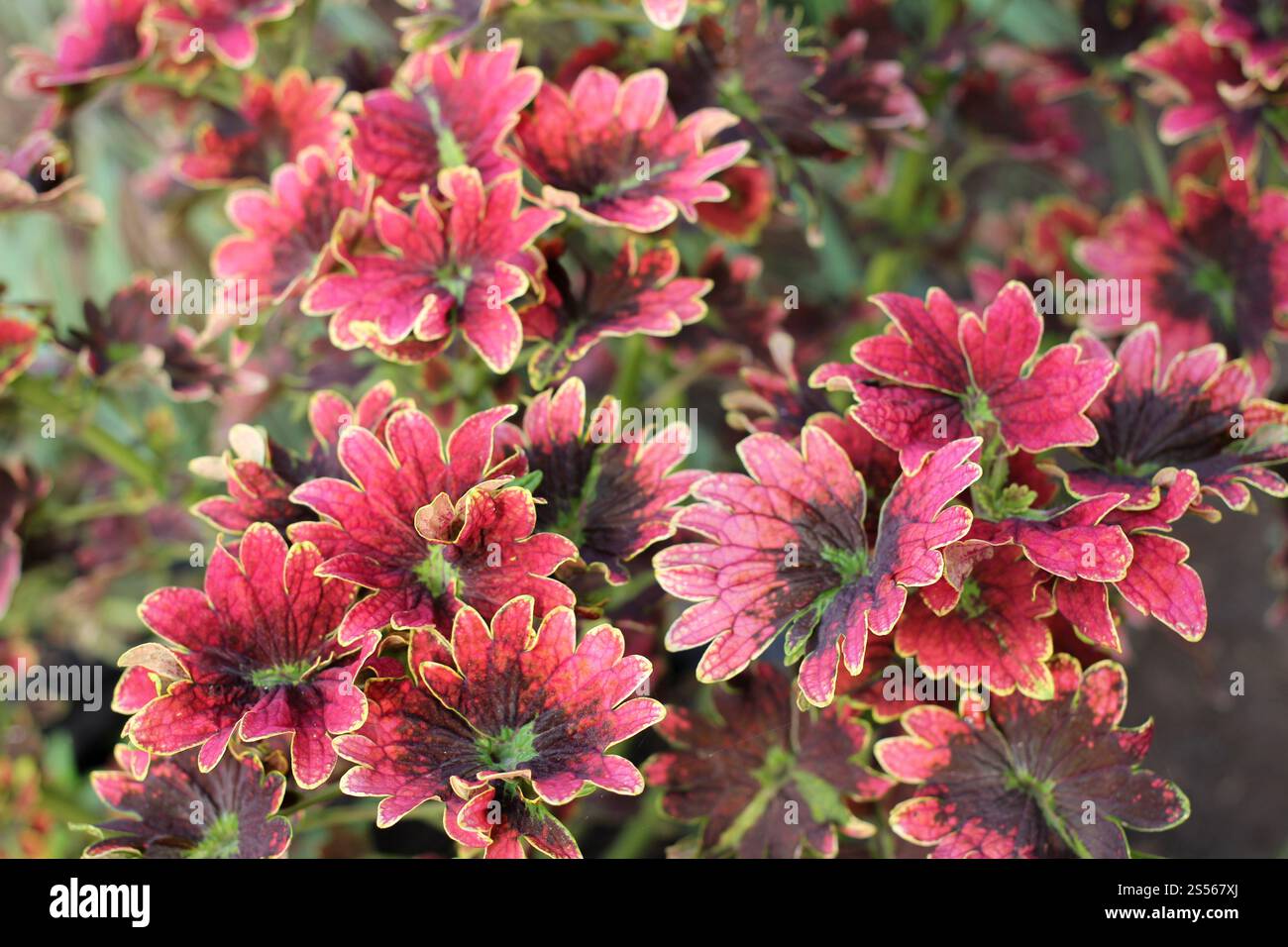 Beau jardin fleuri de fleurs de printemps Banque D'Images