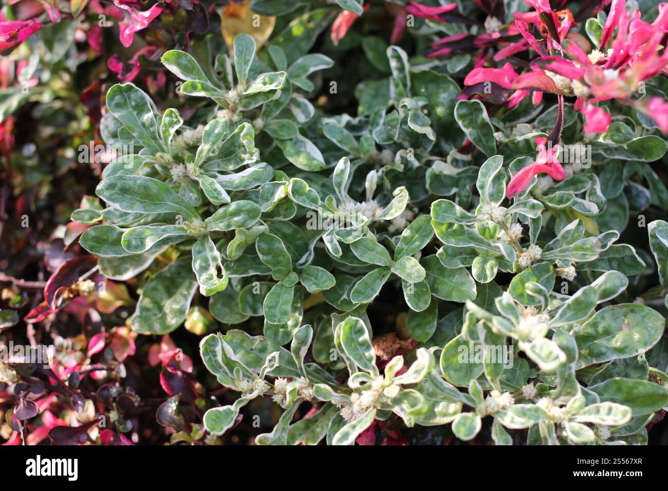 Beau jardin fleuri de fleurs de printemps Banque D'Images