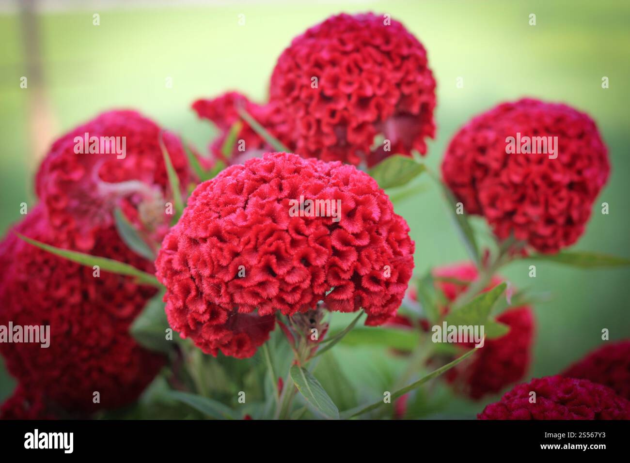 Gros plan de fleur rouge en nid de coq sur le jardin Banque D'Images