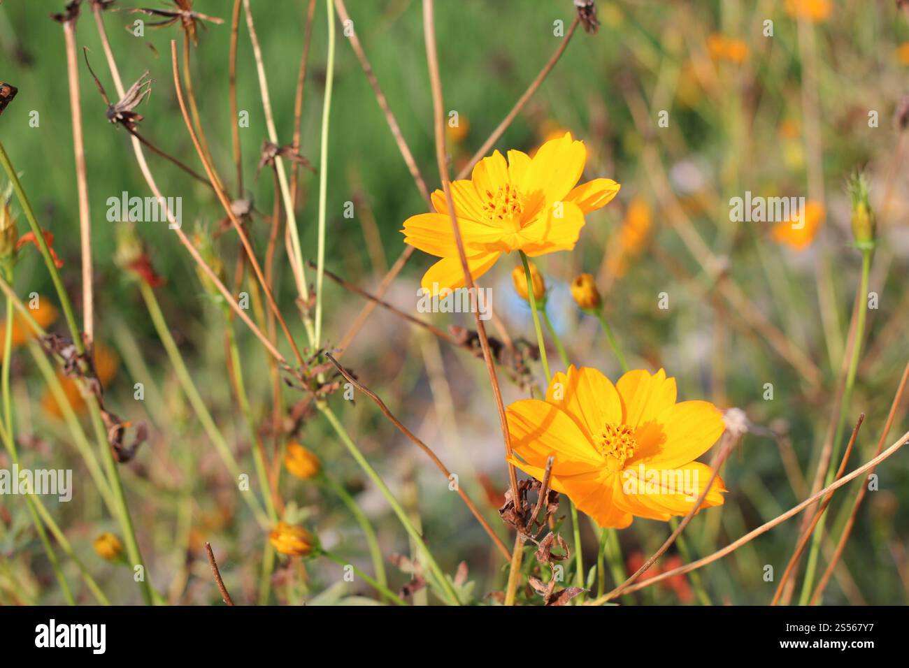 Jardin naturel du champ de fleurs jaune Cosmos Banque D'Images