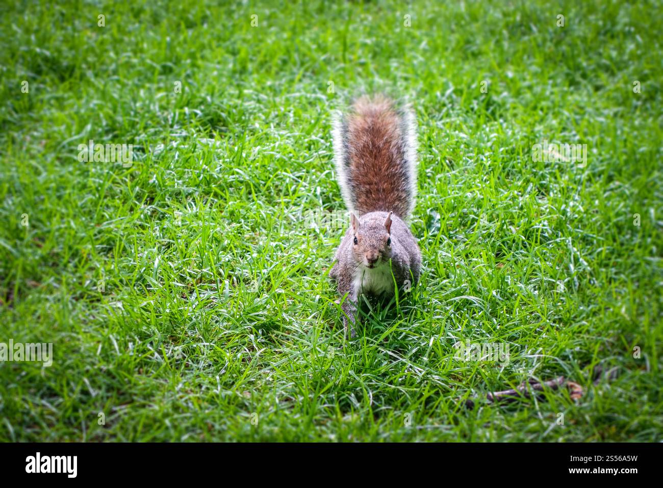 Écureuil gris de l'est dans un parc verdoyant. Écureuil gris dans un parc Banque D'Images