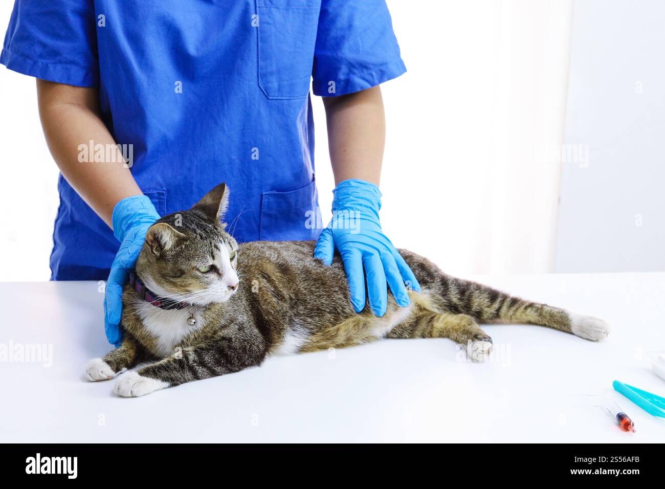 Chat sur le tableau d'examen de la clinique vétérinaire. Soins vétérinaires. Vétérinaire médecin et chat Banque D'Images