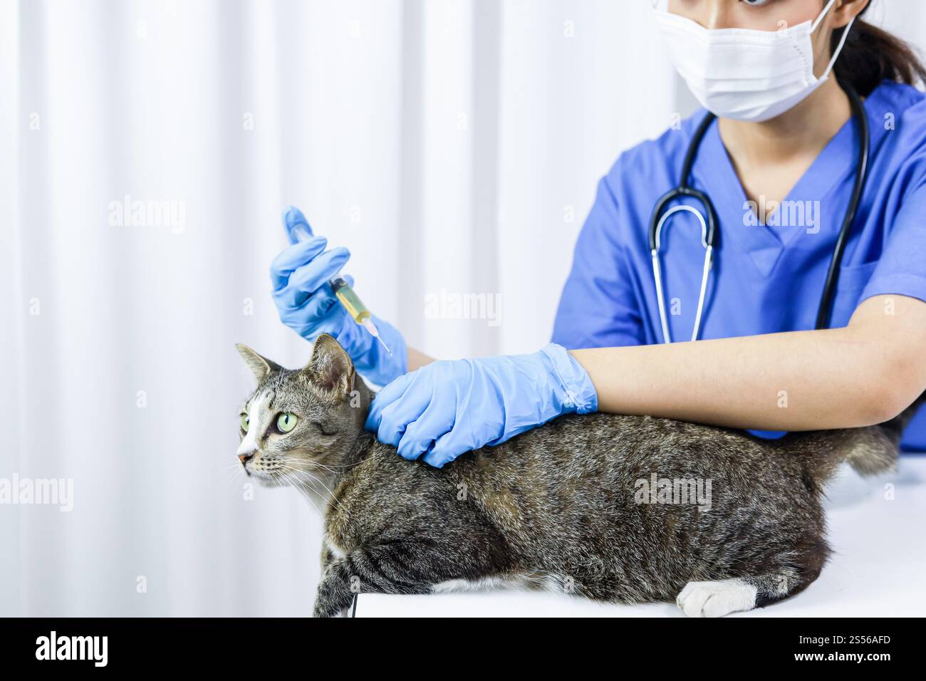 Chat sur le tableau d'examen de la clinique vétérinaire. Soins vétérinaires. Vétérinaire médecin et chat Banque D'Images