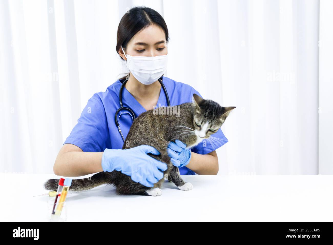 Chat sur le tableau d'examen de la clinique vétérinaire. Soins vétérinaires. Vétérinaire médecin et chat Banque D'Images
