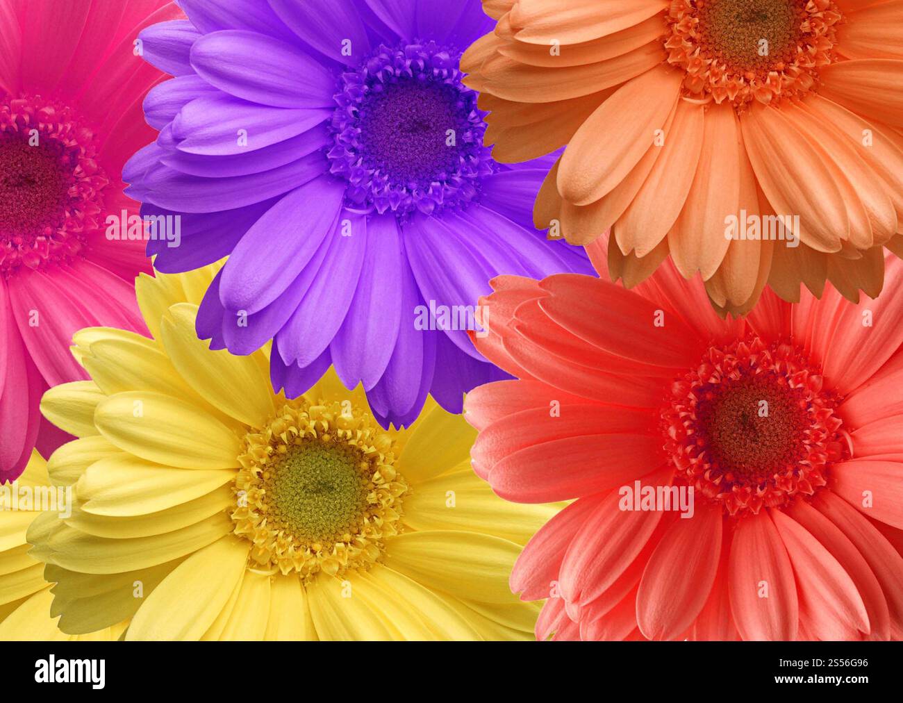 Fond de fleurs ou texture gros plan. Fleurs Banque D'Images