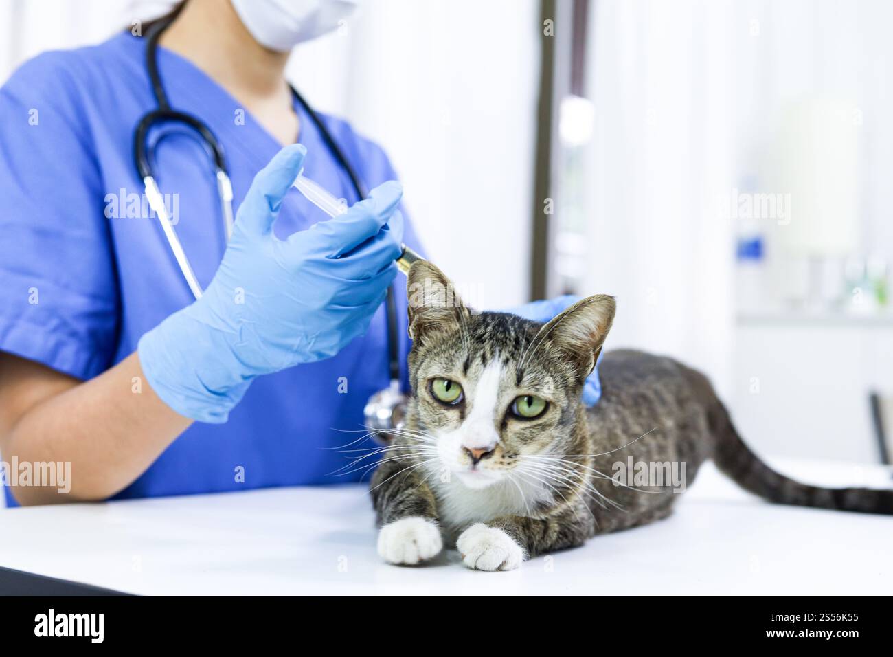 Chat sur le tableau d'examen de la clinique vétérinaire. Soins vétérinaires. Vétérinaire médecin et chat Banque D'Images