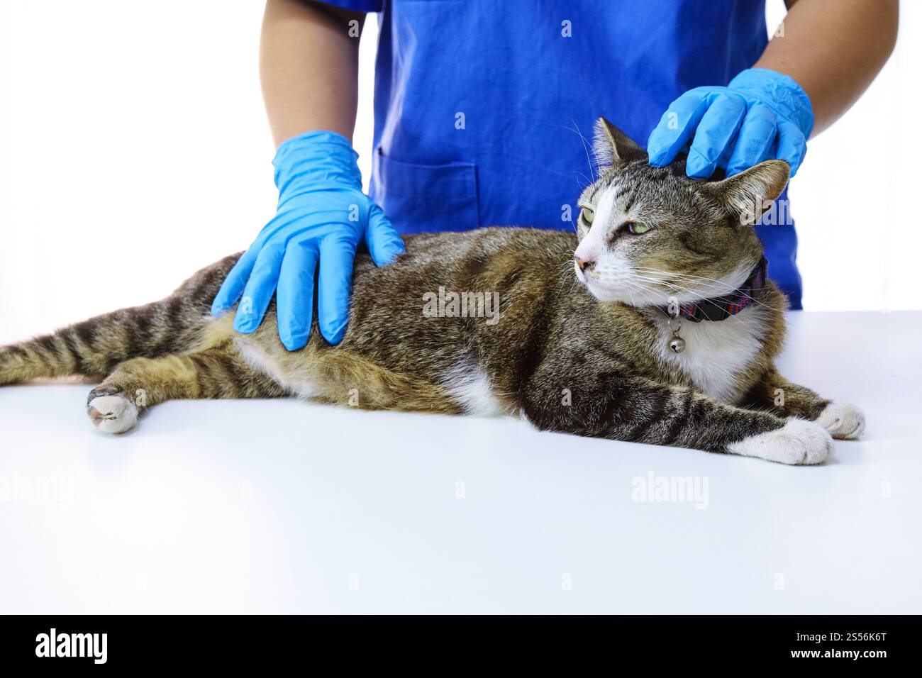 Chat sur le tableau d'examen de la clinique vétérinaire. Soins vétérinaires. Vétérinaire médecin et chat Banque D'Images