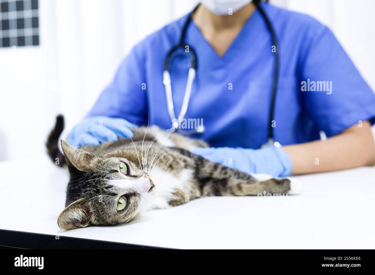 Chat sur le tableau d'examen de la clinique vétérinaire. Soins vétérinaires. Vétérinaire médecin et chat Banque D'Images