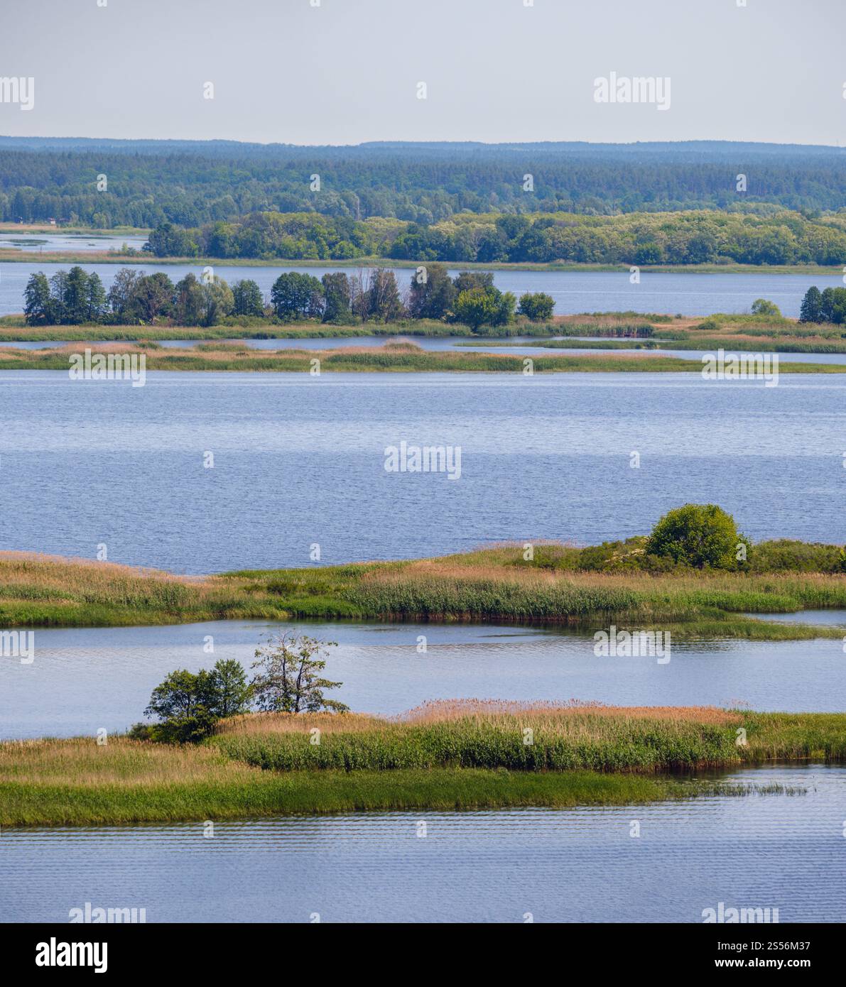 Dnipro rivière florissant rives paysage d'été, réservoir d'eau de Kaniv, région de Kiev, Ukraine. Banque D'Images