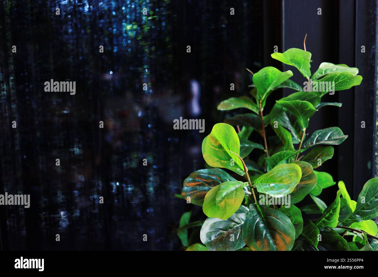 Usines vertes de filtration de l'air dans la maison. concept de pureté de l'air plantes d'intérieur qui filtrent les polluants de l'air Banque D'Images