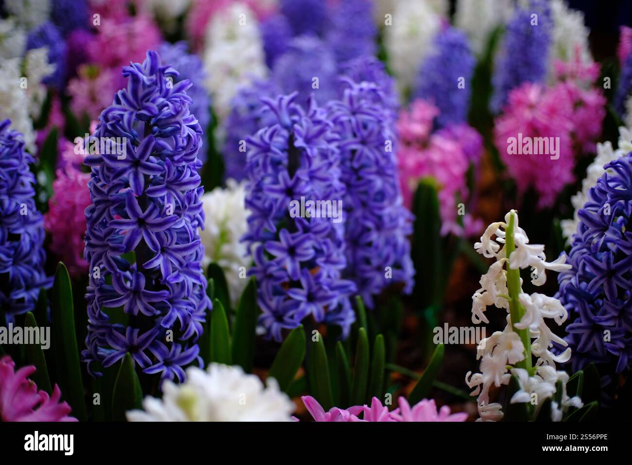 Belle nature Rose et fleur violette dans le jardin naturel Banque D'Images