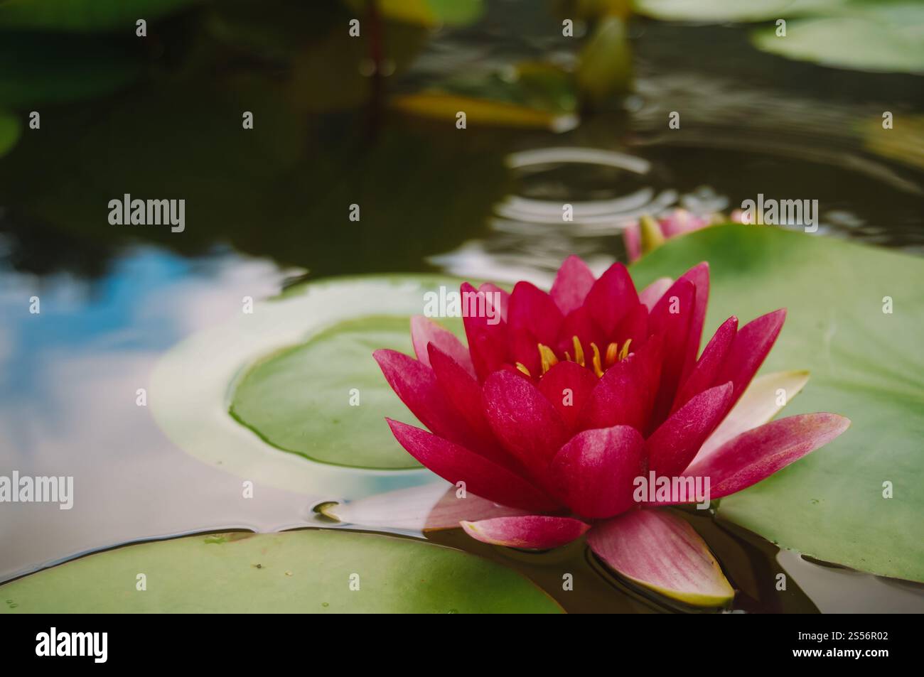 Fleur de Lotus dans le jardin. Belle nature rose bourgeonnant fleurs de lotus et fleurs de Lotus plantes nénuphars est le symbole du Bouddha Banque D'Images