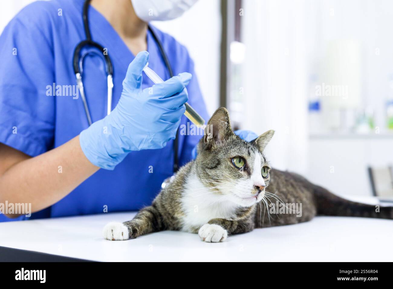 Chat sur le tableau d'examen de la clinique vétérinaire. Soins vétérinaires. Vétérinaire médecin et chat Banque D'Images