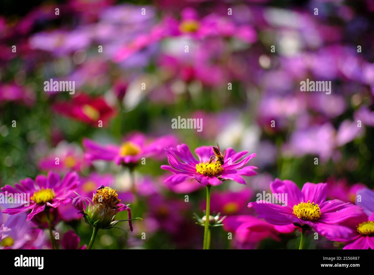Belle nature pinks fleur dans le jardin de la nature Banque D'Images