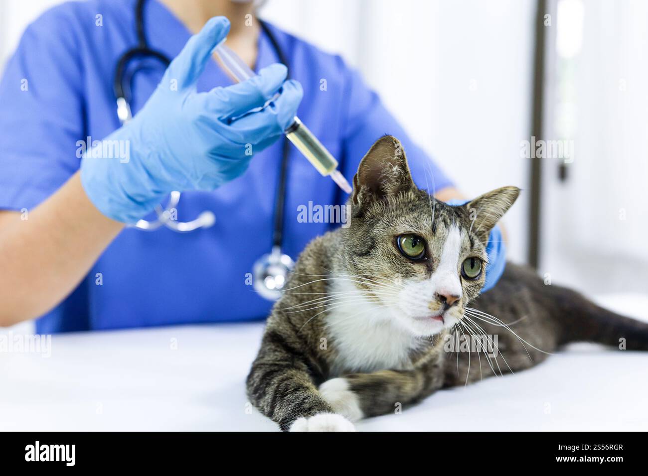 Chat sur le tableau d'examen de la clinique vétérinaire. Soins vétérinaires. Vétérinaire médecin et chat Banque D'Images