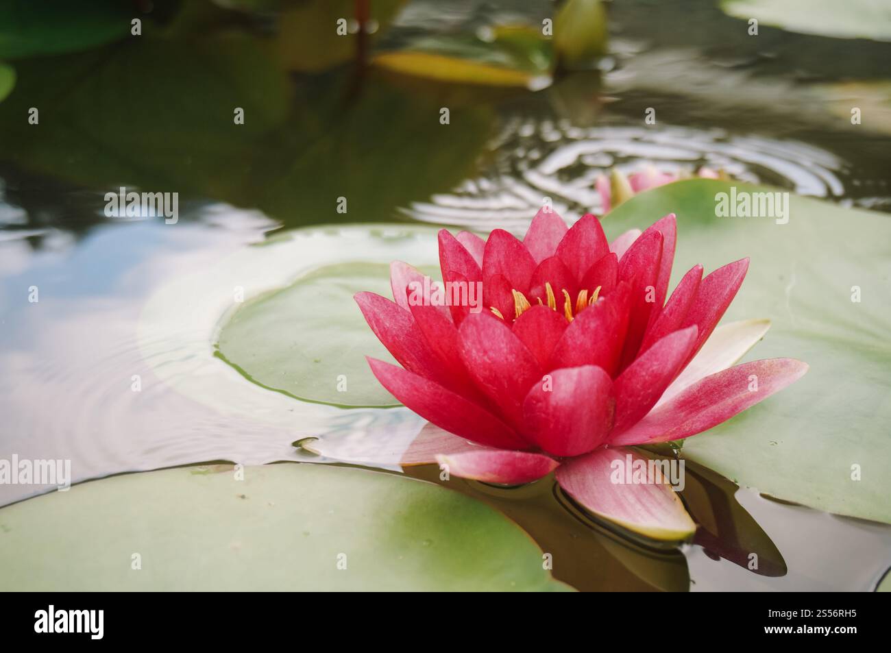Fleur de Lotus dans le jardin. Belle nature rose bourgeonnant fleurs de lotus et fleurs de Lotus plantes nénuphars est le symbole du Bouddha Banque D'Images