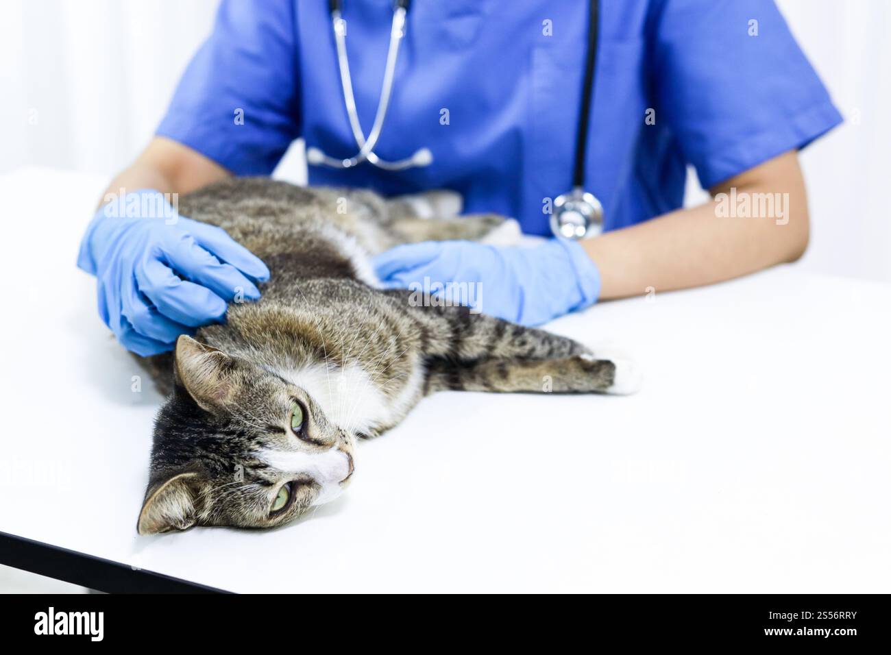 Chat sur le tableau d'examen de la clinique vétérinaire. Soins vétérinaires. Vétérinaire médecin et chat Banque D'Images