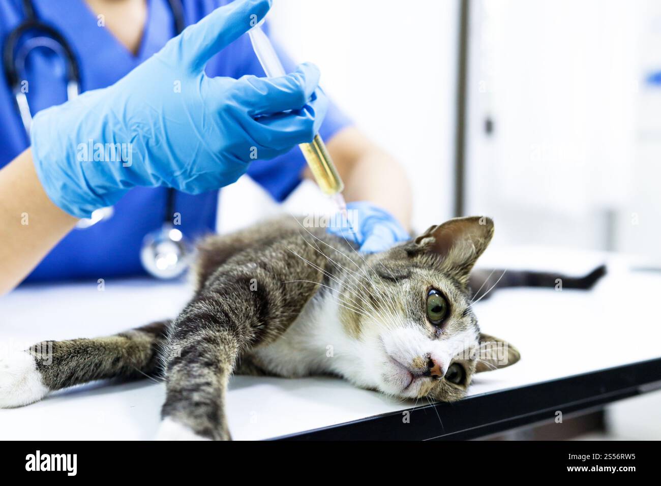 Chat sur le tableau d'examen de la clinique vétérinaire. Soins vétérinaires. Vétérinaire médecin et chat Banque D'Images