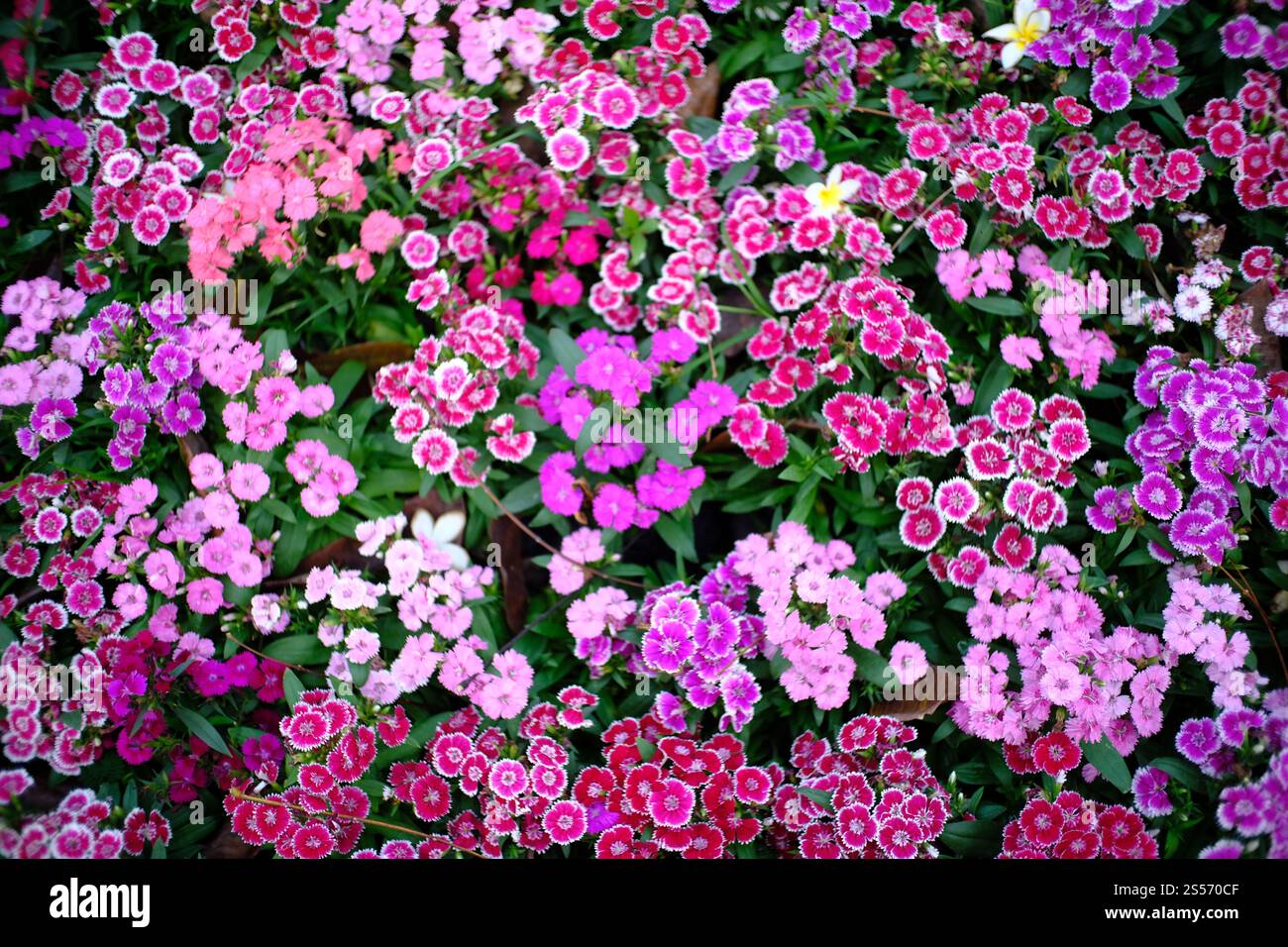 Belle nature pinks fleur dans le jardin de la nature Banque D'Images