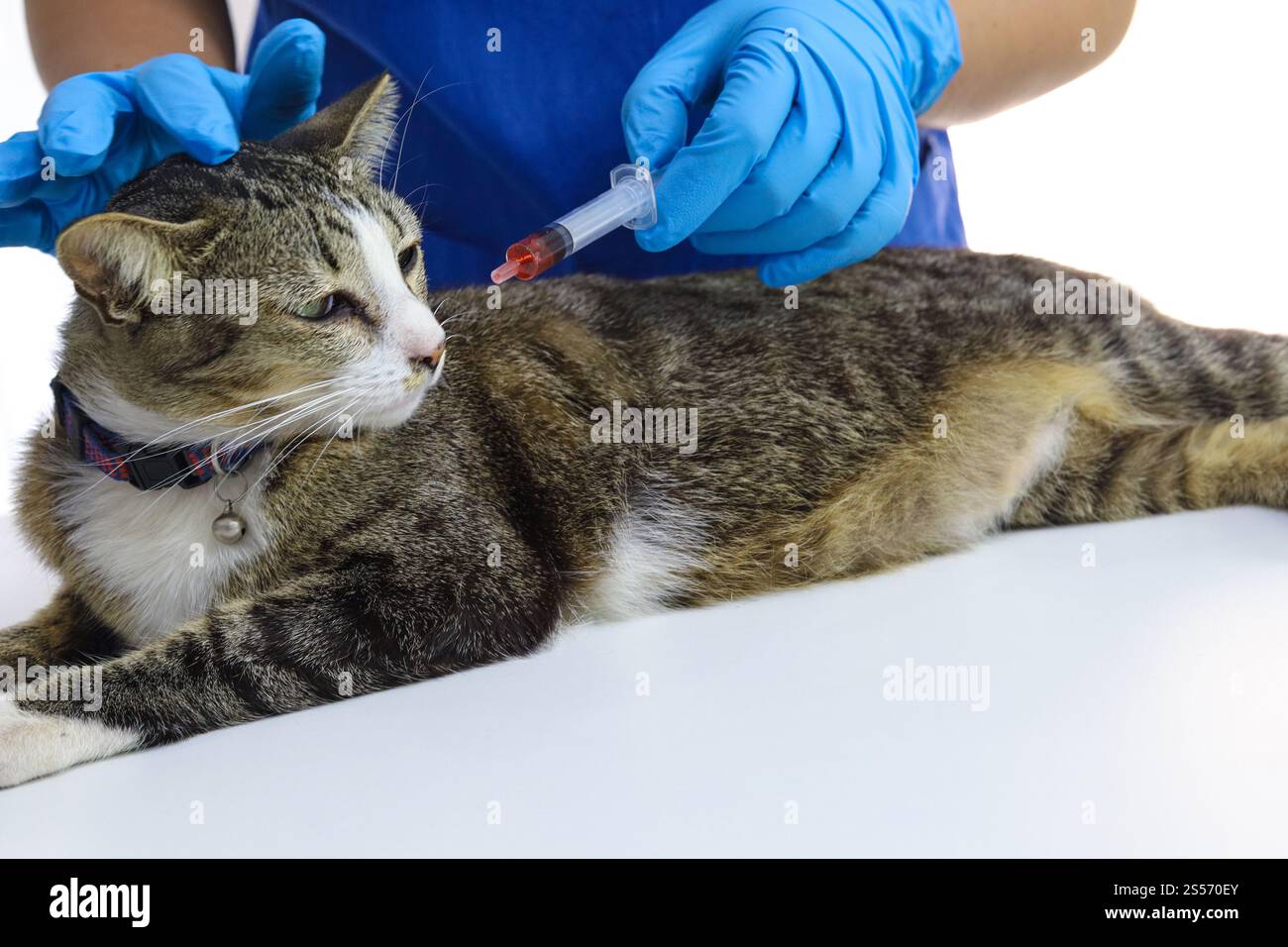 Chat sur le tableau d'examen de la clinique vétérinaire. Soins vétérinaires. Vétérinaire médecin et chat Banque D'Images