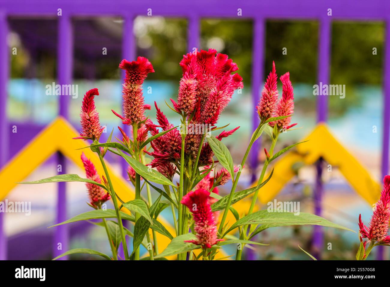 Le jardin de printemps de fleurs rouges Banque D'Images