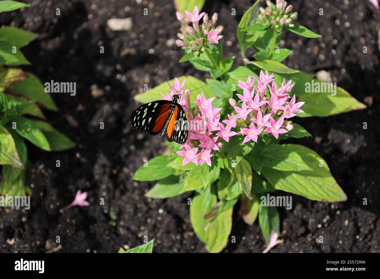 papillon orange, noir et blanc sur fleurs violettes claires et feuilles vertes Banque D'Images