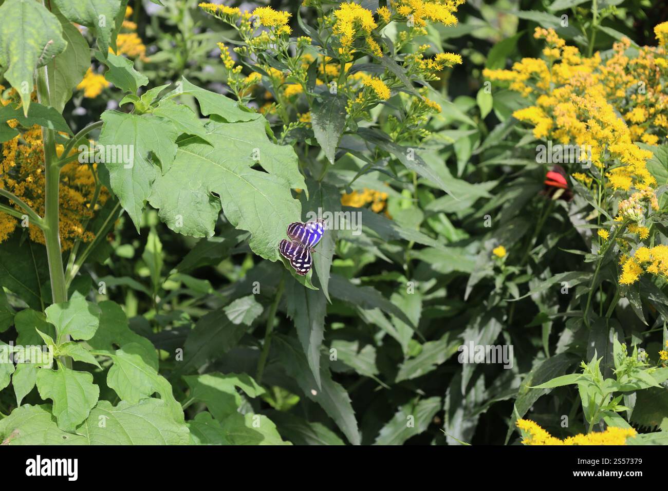 petit papillon noir, blanc, bleu, violet perché sur la pointe d'une grande feuille verte entourée de fleurs Banque D'Images