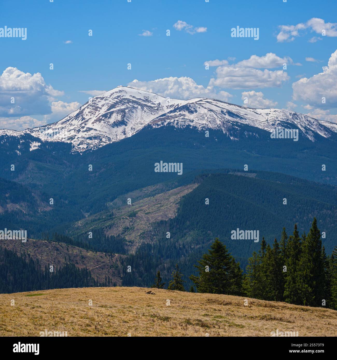 Plateau de montagne carpapienne vue de printemps avec fleurs alpines en fleur, Ukraine. Banque D'Images
