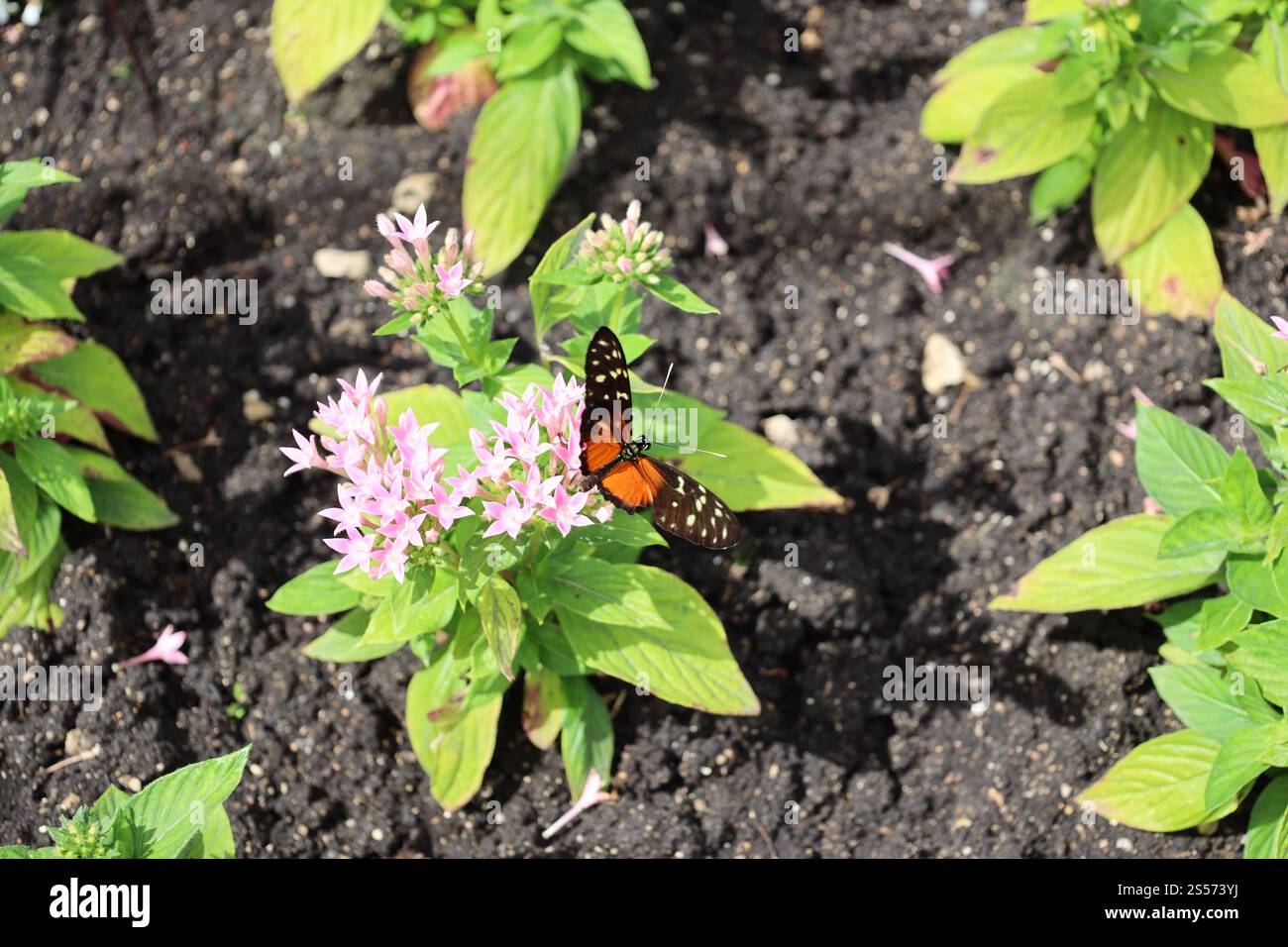 papillon orange, noir et jaune clair sur des fleurs violettes claires contre des feuilles vert clair Banque D'Images