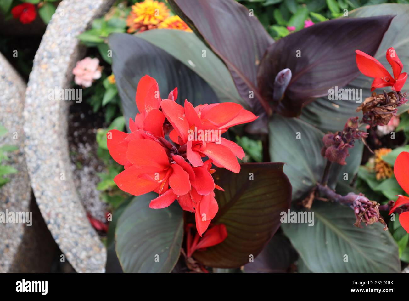 grandes fleurs rouges contre des feuilles violettes vert foncé profond dans la jardinière Banque D'Images